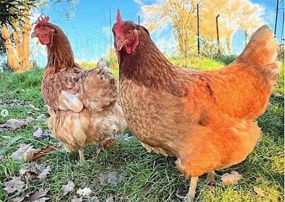 1500 COUPS DE POUCE - 10.000 poules à adopter en urgence !